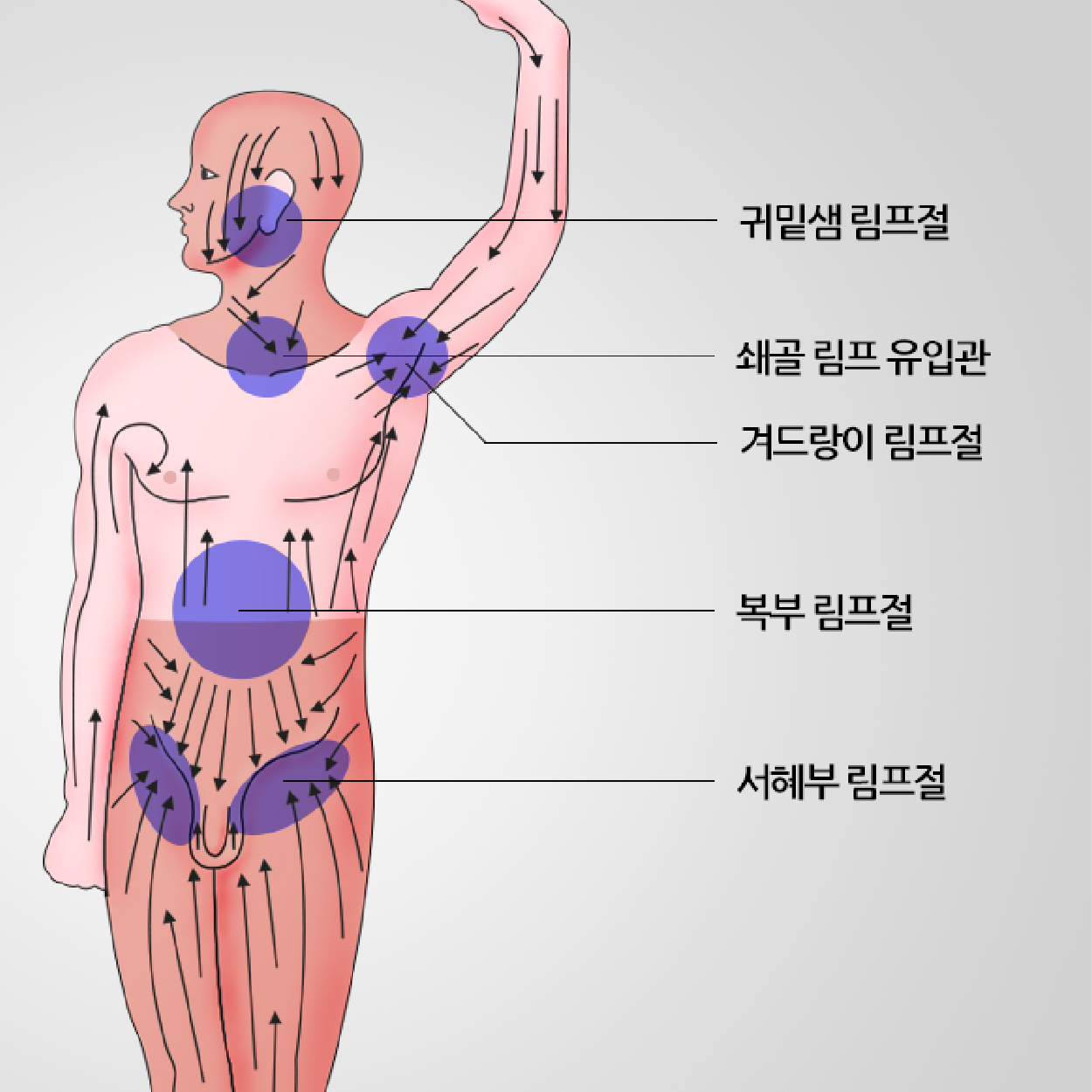 림프 관리 림프 마사지