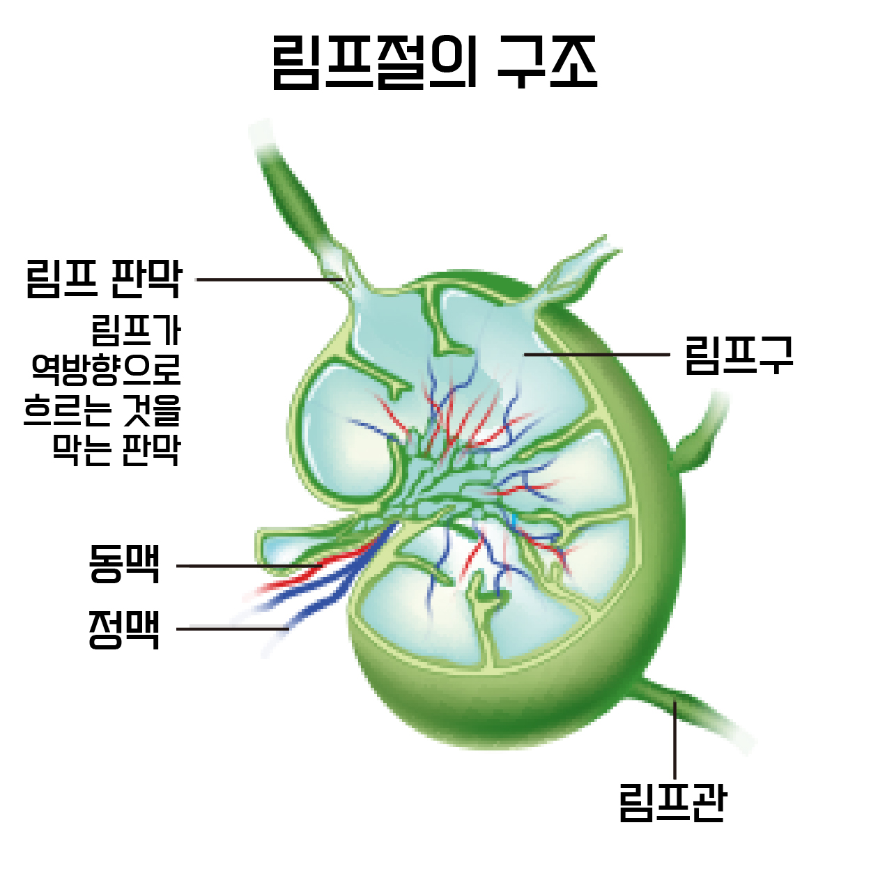 림프 관리 림프절 구조