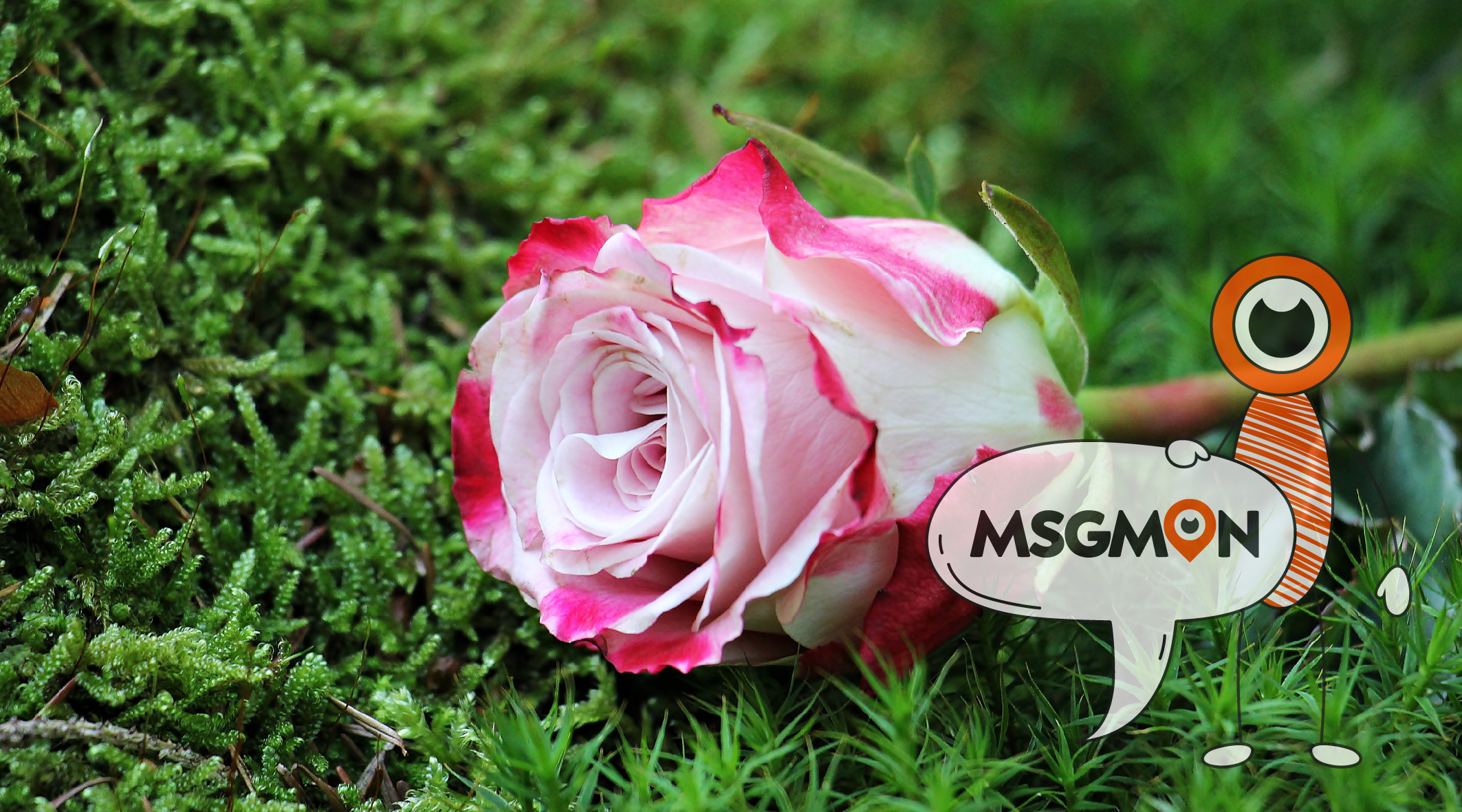 스웨디시 슈얼 차이점