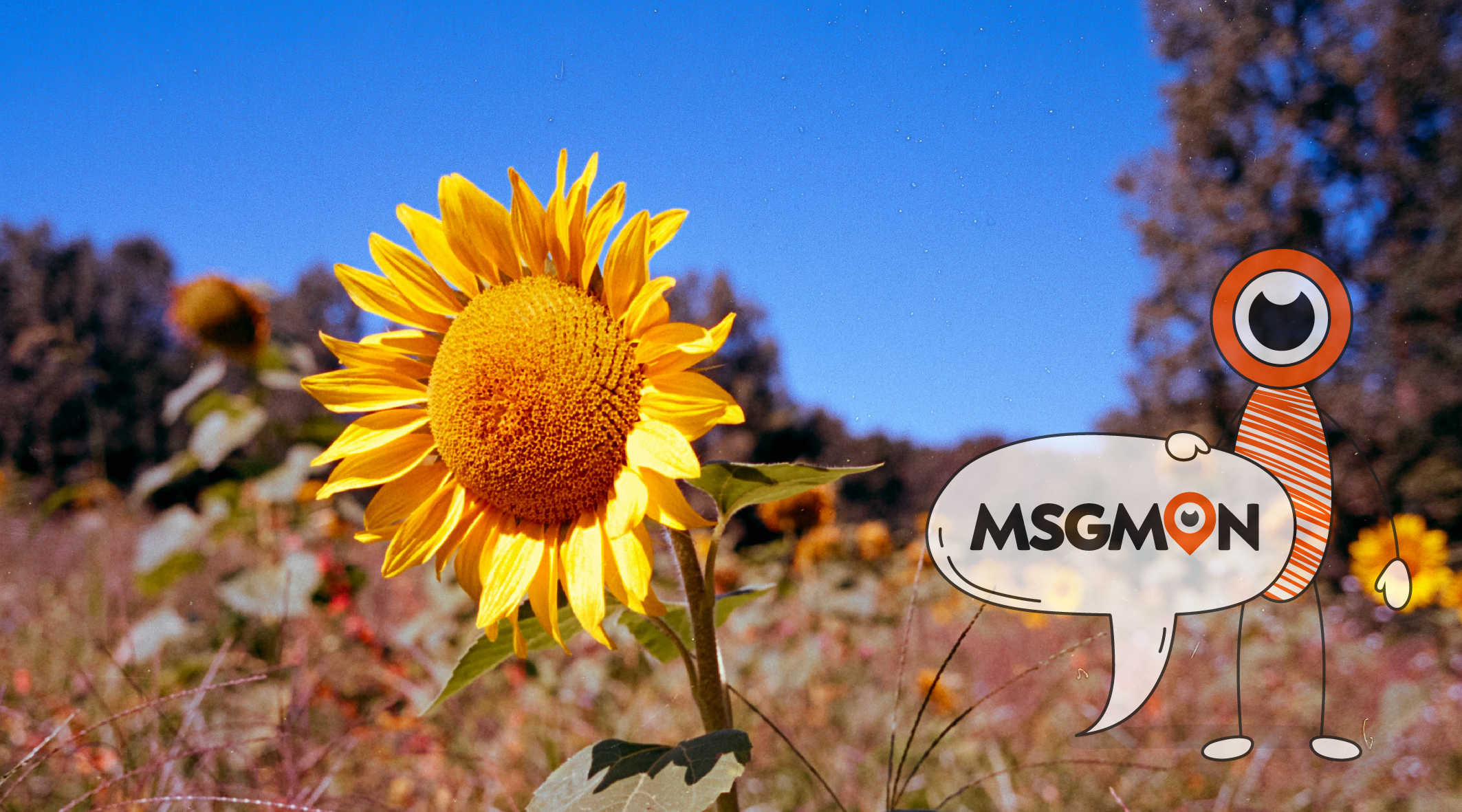 짭까사이란 무엇인가요?