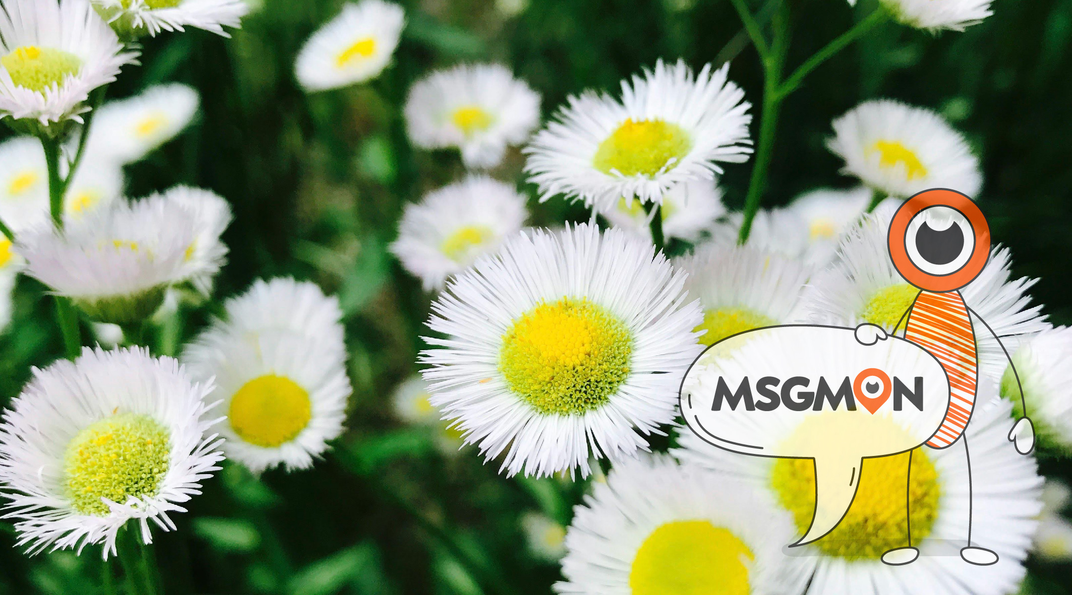 스웨디시 김치 뜻