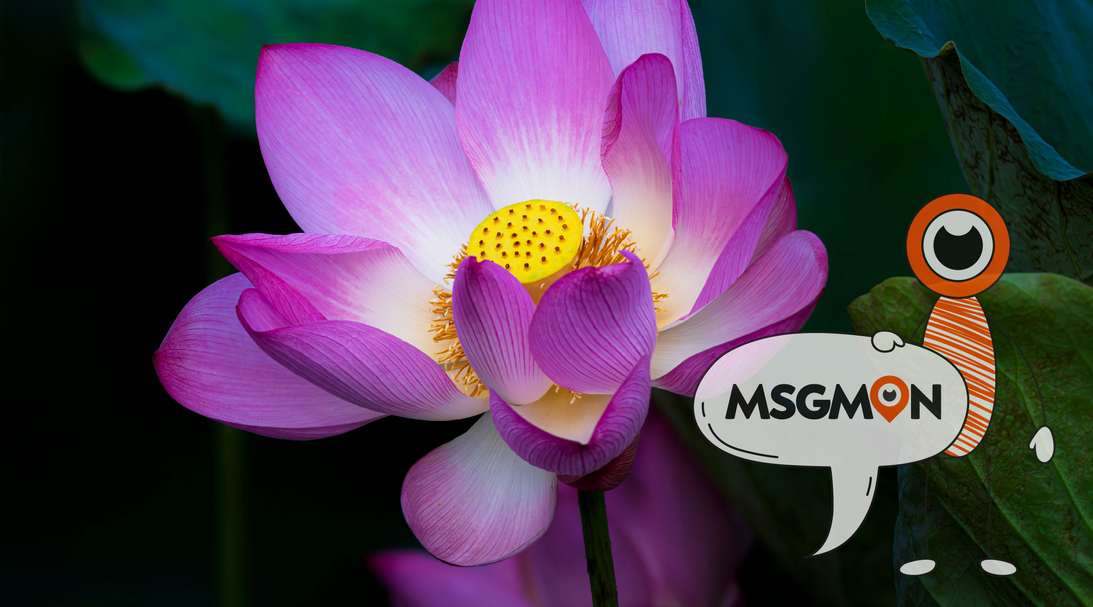 림프 스웨디시 뜻