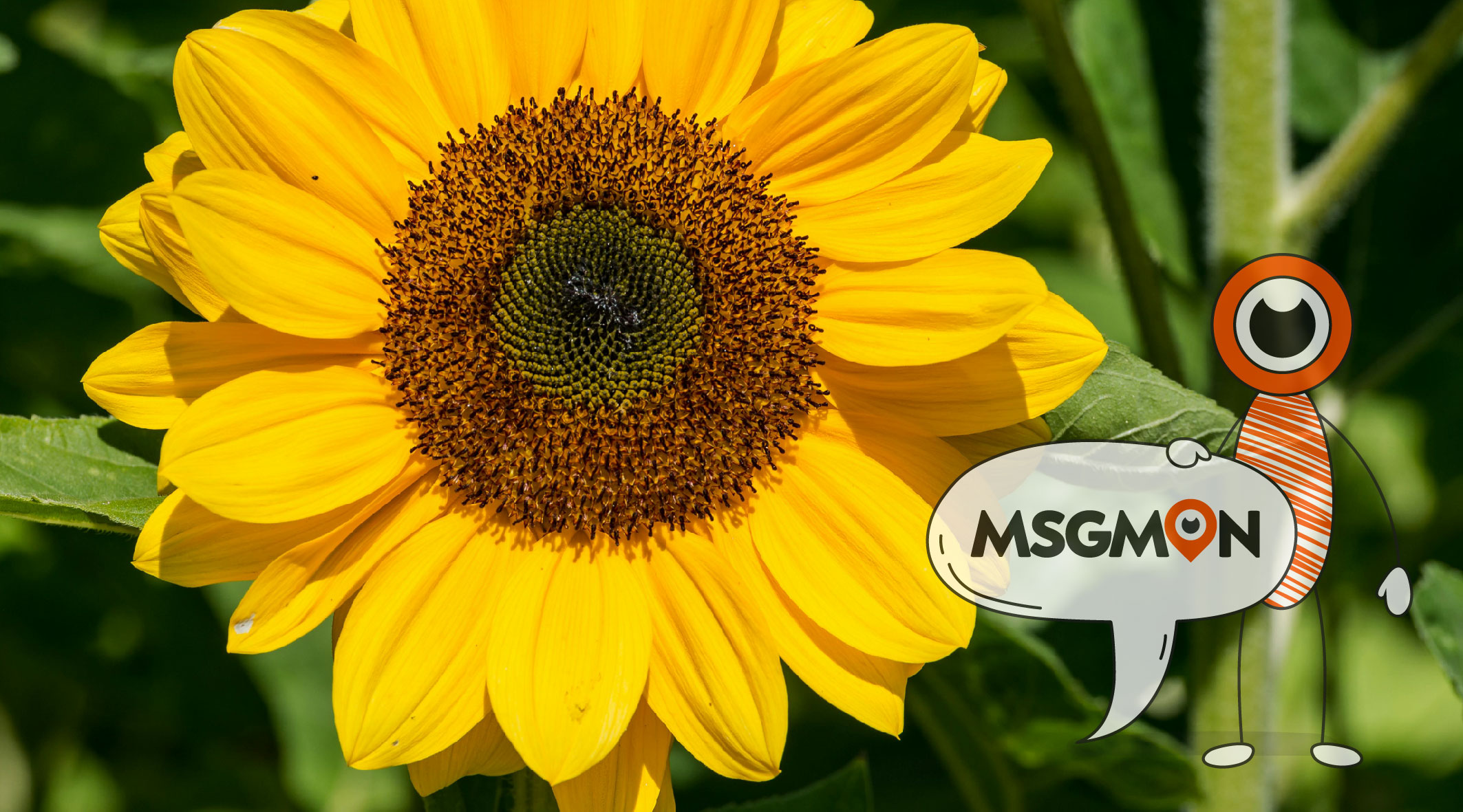 스웨디시 호구를 피하는 방법