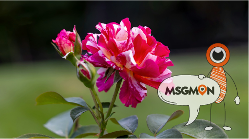 스웨디시 ㅎㄷ뜻이란?