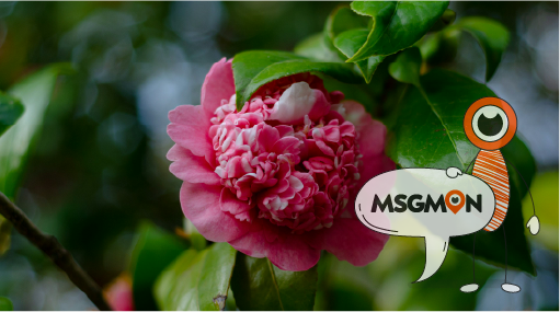 로미로미 마사지란?