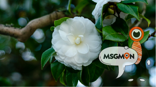 로미로미 슈란 무엇일까요?