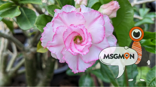 효과를 높이는 황금시간