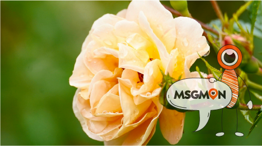 짭까사이, 어떻게 받는 거야?