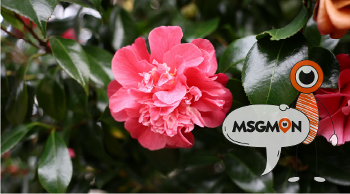 짭까사이, 어디서 온 거야?