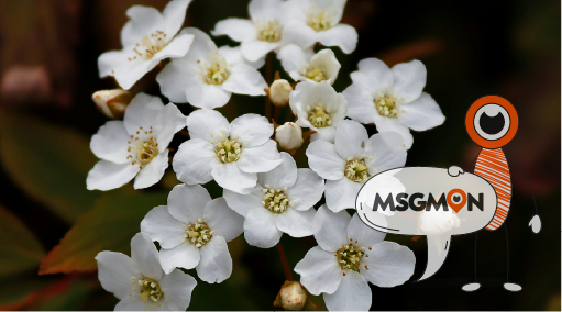 로미로미, 이름부터 하와이 감성