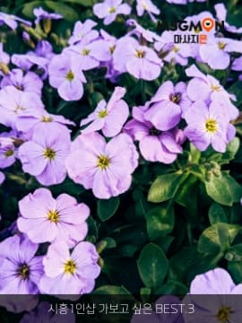 시흥1인샵 가보고 싶은 BEST.3