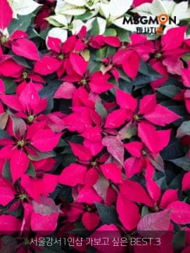 서울강서1인샵 가보고 싶은 BEST.3