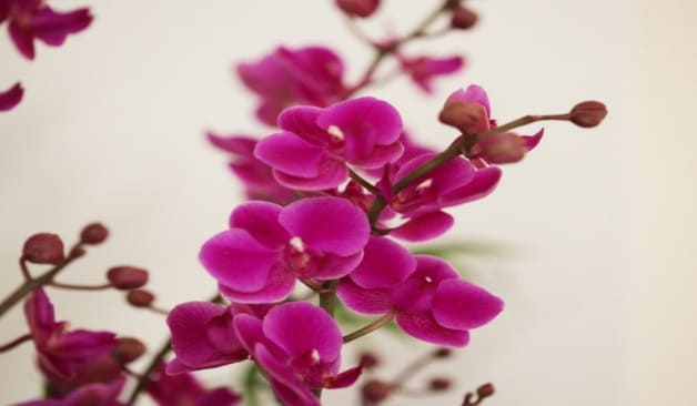 구리 스토리스웨디시 화분